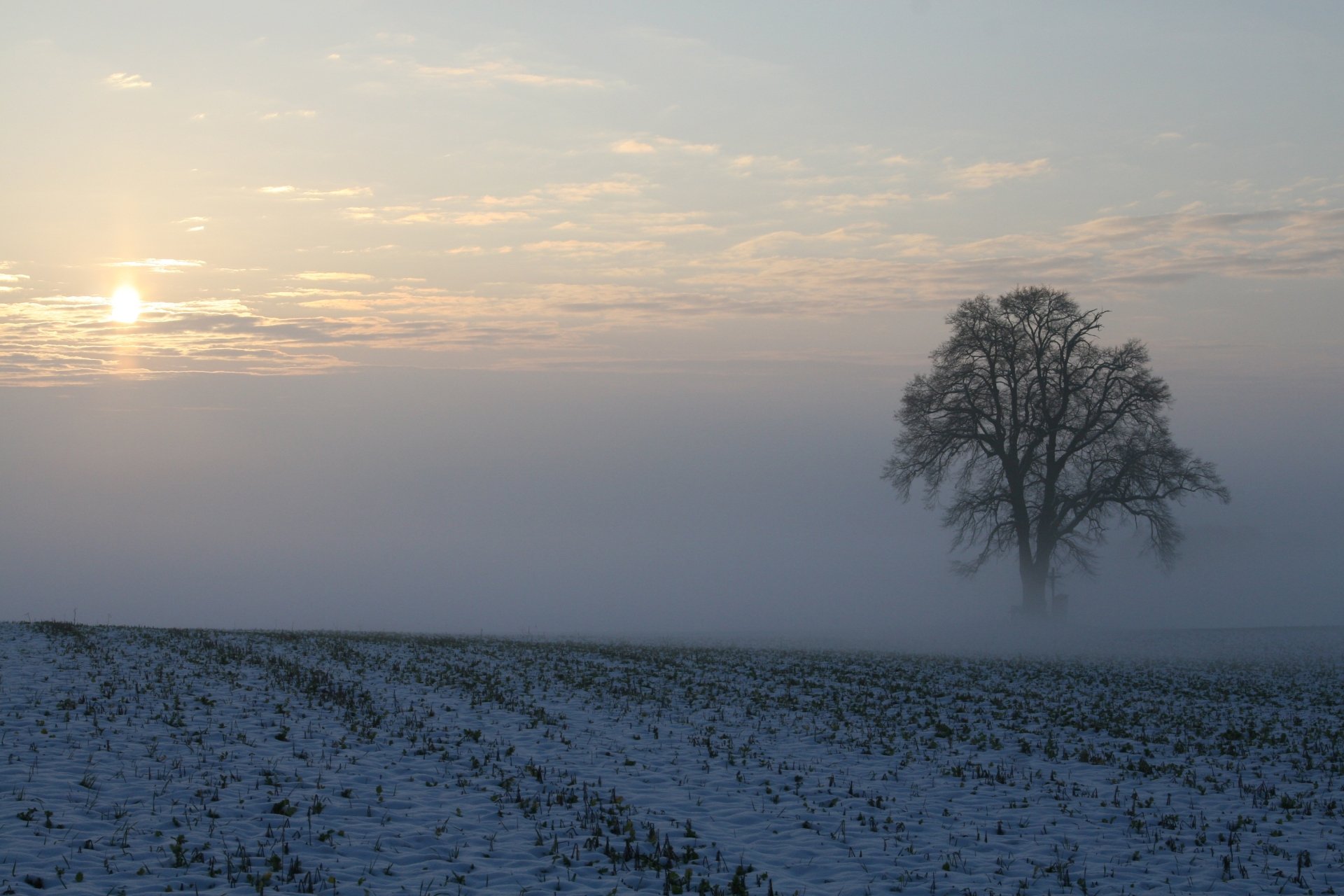 HD desktop wallpaper of a solitary tree in a snowy field, surrounded by winter fog under a soft sunrise sky.