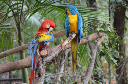 Two vibrant macaws, a blue-and-yellow and a scarlet, perched on a branch surrounded by lush greenery in this HD wildlife desktop wallpaper.