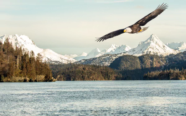 bird lake mountain bird of prey eagle Animal bald eagle HD Desktop Wallpaper | Background Image