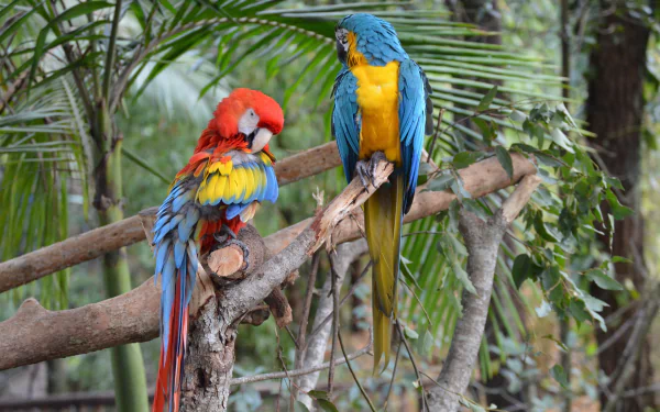  Two Macaws at Australia Zoo