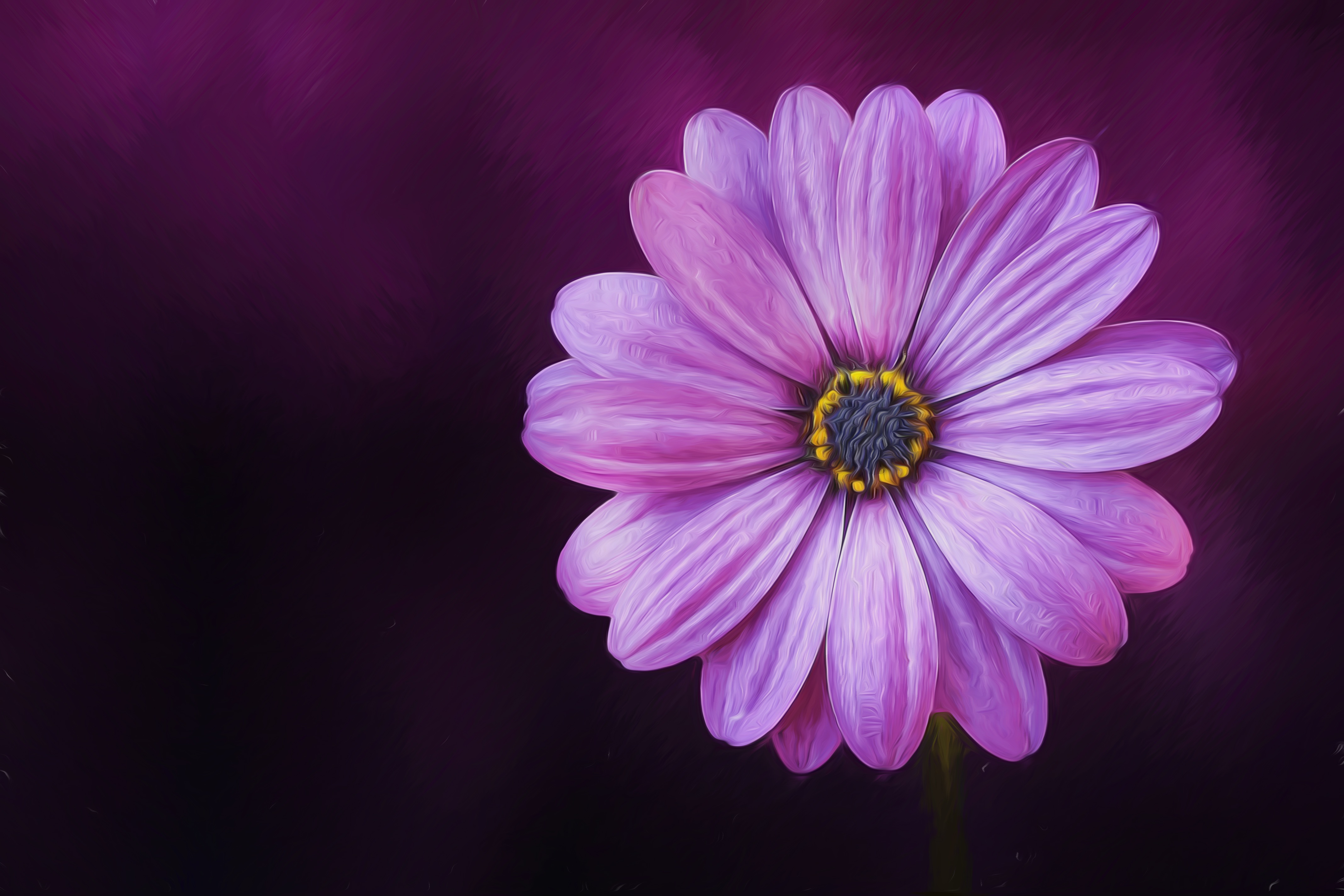 African Daisy done with an oil paint filter by Hans Benn