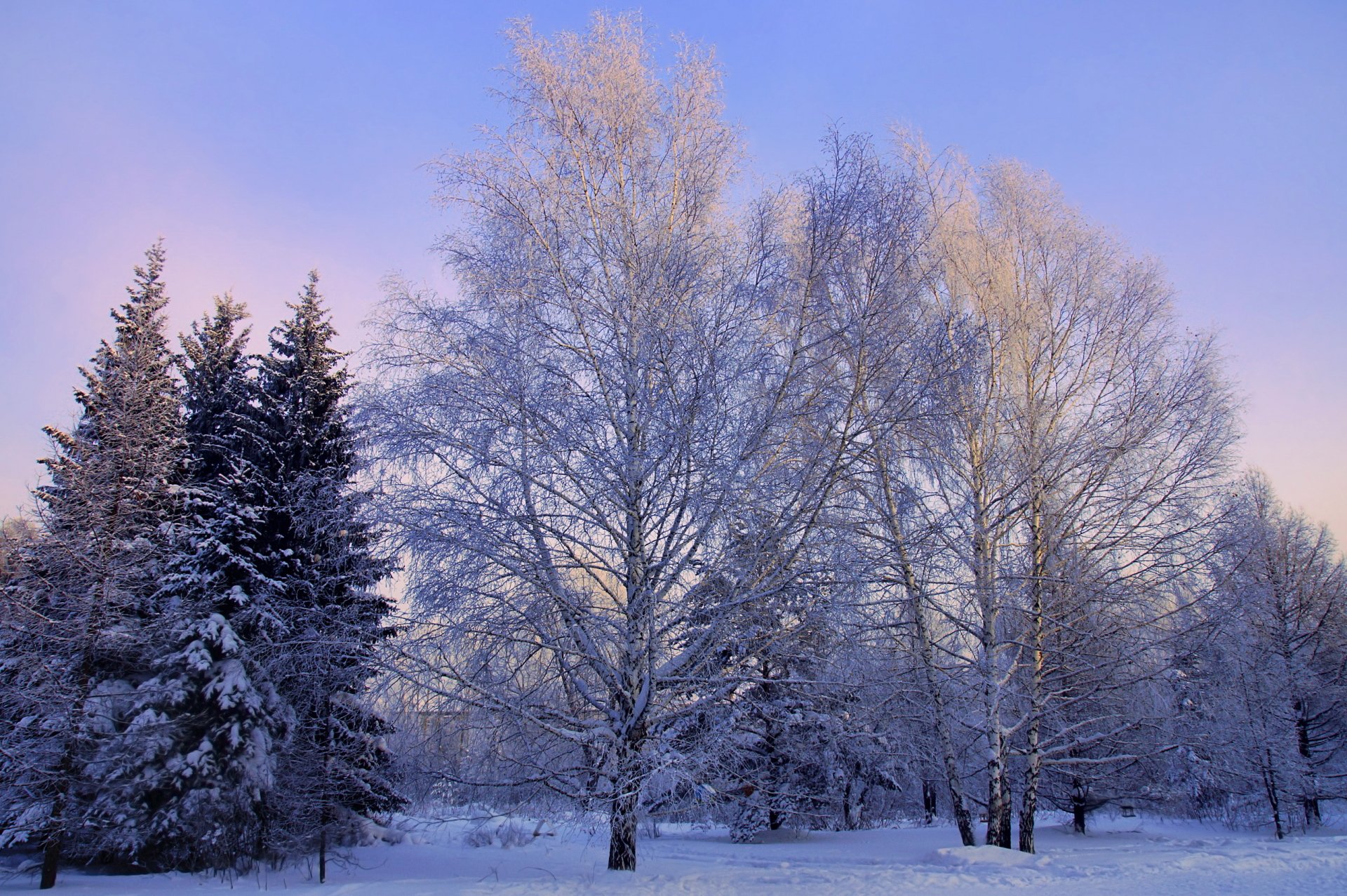 Download Snow Forest Tree Nature Winter HD Wallpaper | 2572x1710 ...