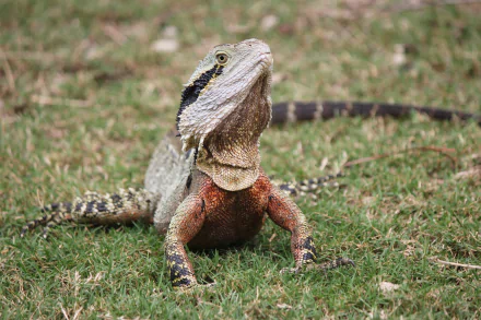  Australian Water Dragon