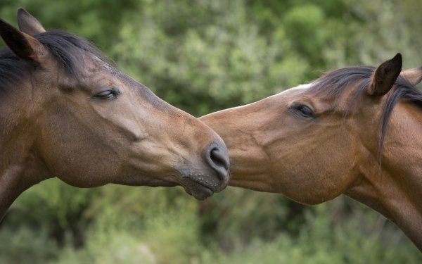Animal Horse Love Cute HD Wallpaper | Background Image