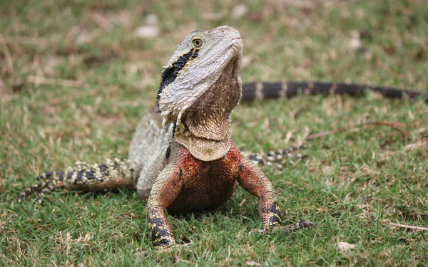 Eastern Water Dragon lizard on grass, vivid reptile profile with textured scales and reddish underbelly — HD PC desktop wallpaper/background