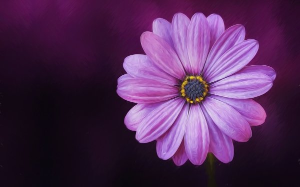 Earth African Daisy Daisy Flower Purple Flower Nature Oil Painting Painting HD Wallpaper | Background Image