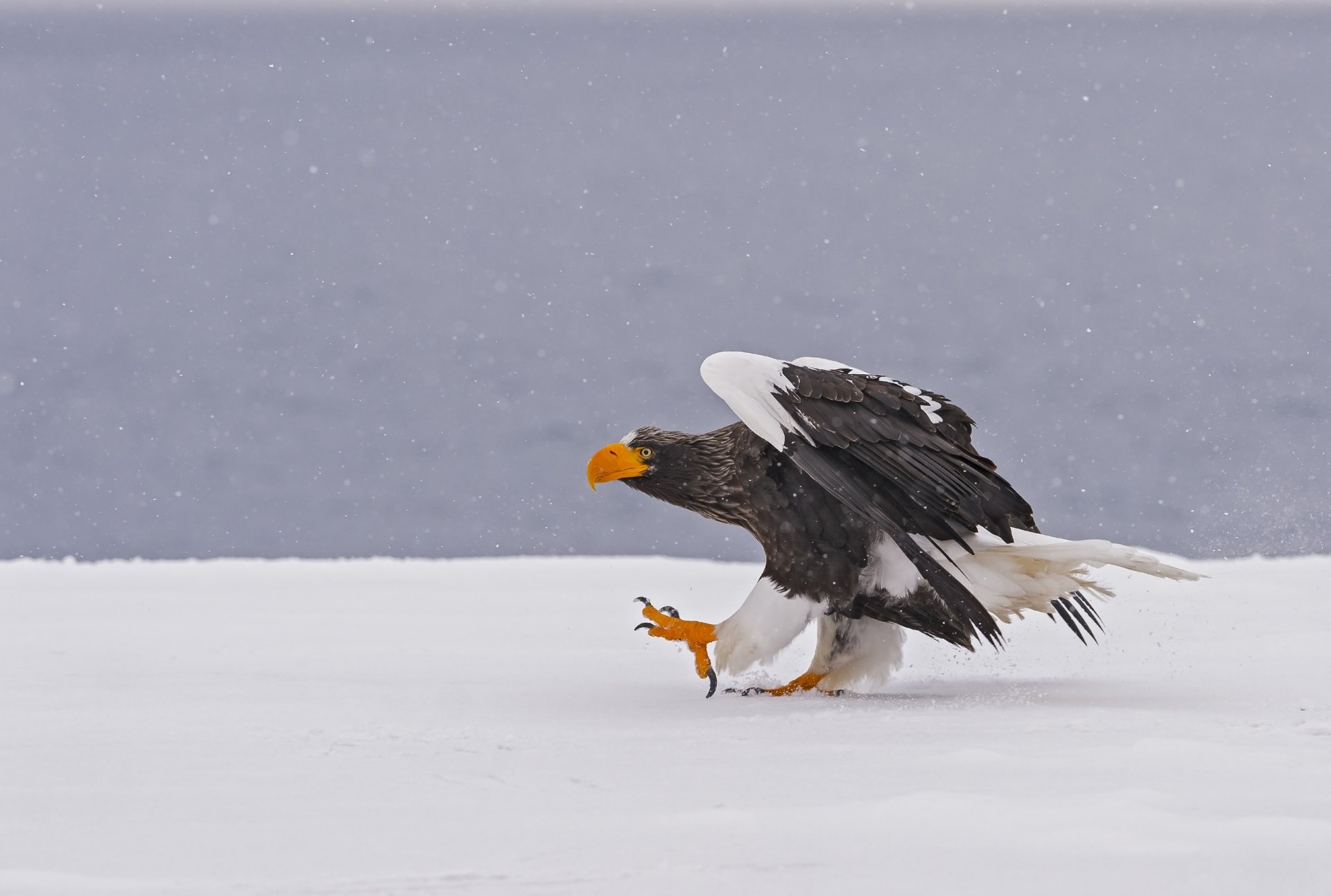 A majestic eagle walks on the snowy ground during winter, captured in high definition. This bird of prey stands out against the cold background, making it a striking animal-themed desktop wallpaper.