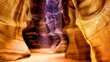 HD wallpaper of Antelope Canyon in Arizona showcasing smooth, layered sandstone walls with warm golden and purple hues in a natural canyon setting.