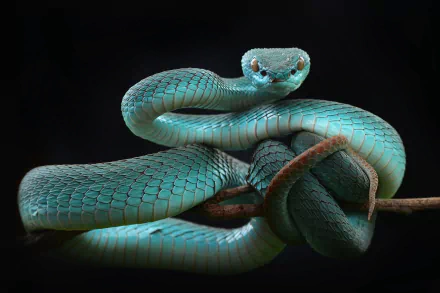 A close-up HD desktop wallpaper of a blue-green pit viper coiled on a branch against a black background, showcasing the reptile's detailed scales and intense gaze.