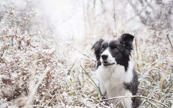Animal Border Collie Dogs Dog Winter Snowfall Muzzle HD Wallpaper | Background Image