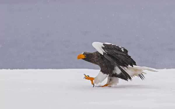 A majestic eagle walks on the snowy ground during winter, captured in high definition. This bird of prey stands out against the cold background, making it a striking animal-themed desktop wallpaper.