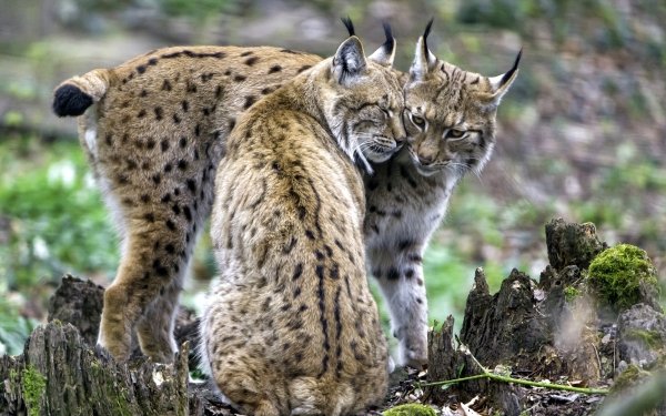 Animal Lynx Cats Love HD Wallpaper | Background Image