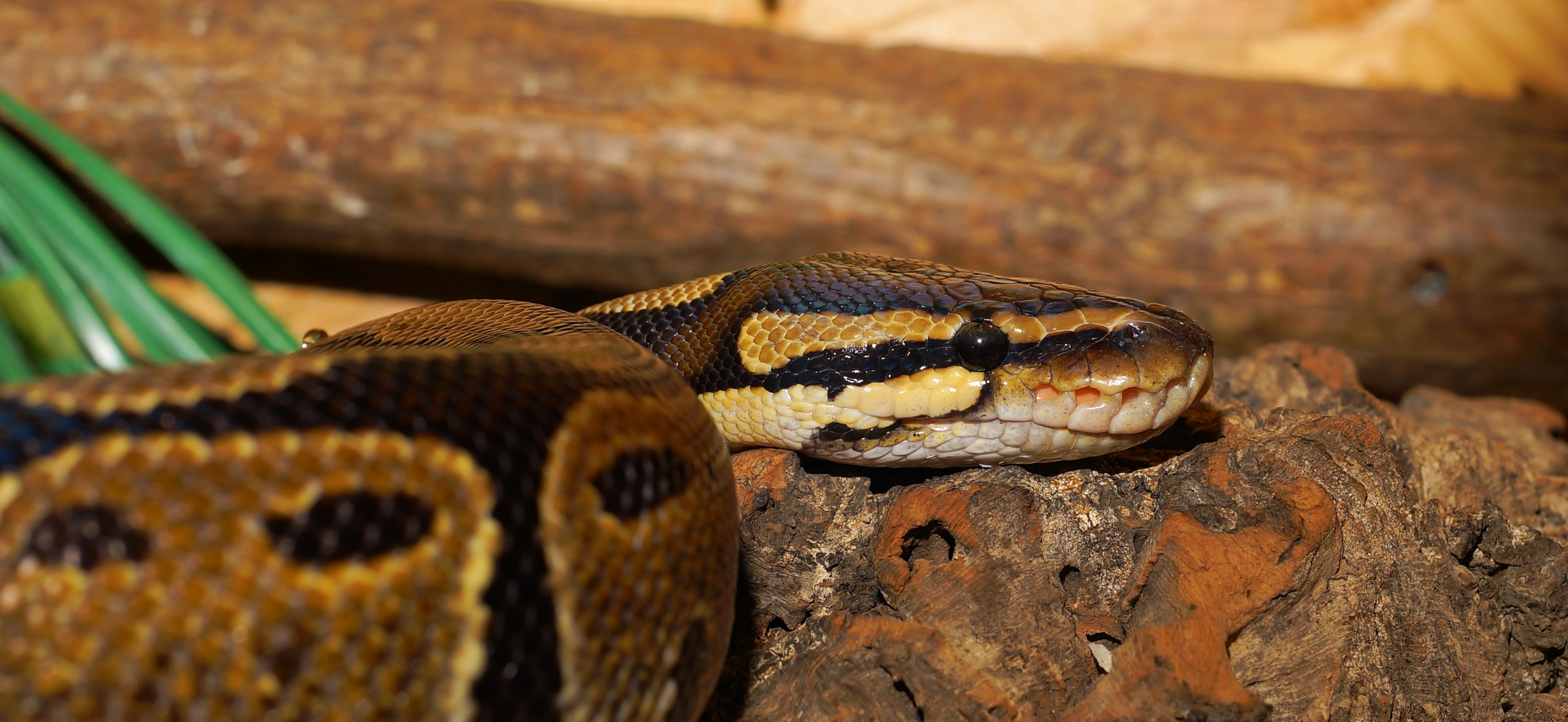 The ball python, also known as the Royal Python by Karsten Paulick