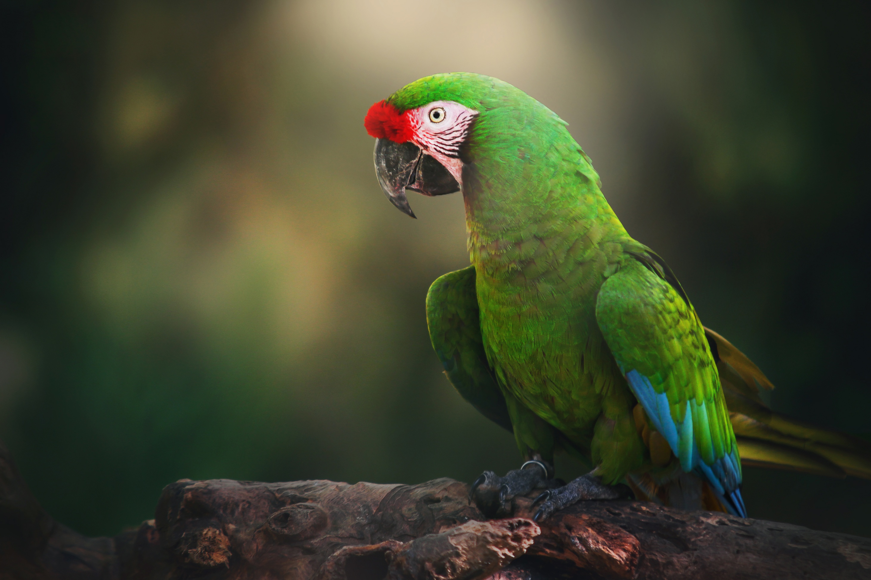 I ve parrot. Большой солдатский ара. Попугай ара зеленый. Попугай Паррот. Изумрудный кольчатый попугай.