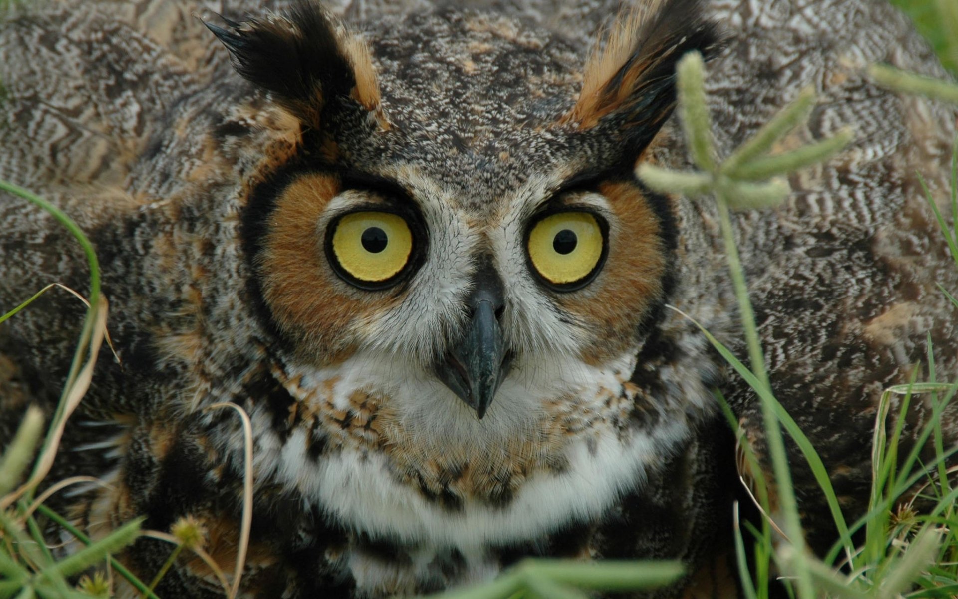 Owl HD Wallpaper. 