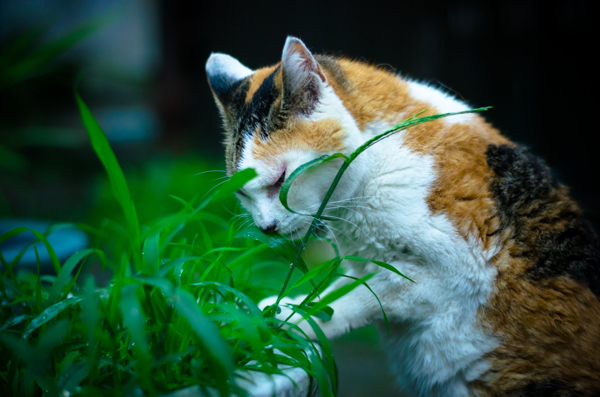 Download Brown Blur Grass Animal Cat 4k Ultra HD Wallpaper | 4928x3264 ...