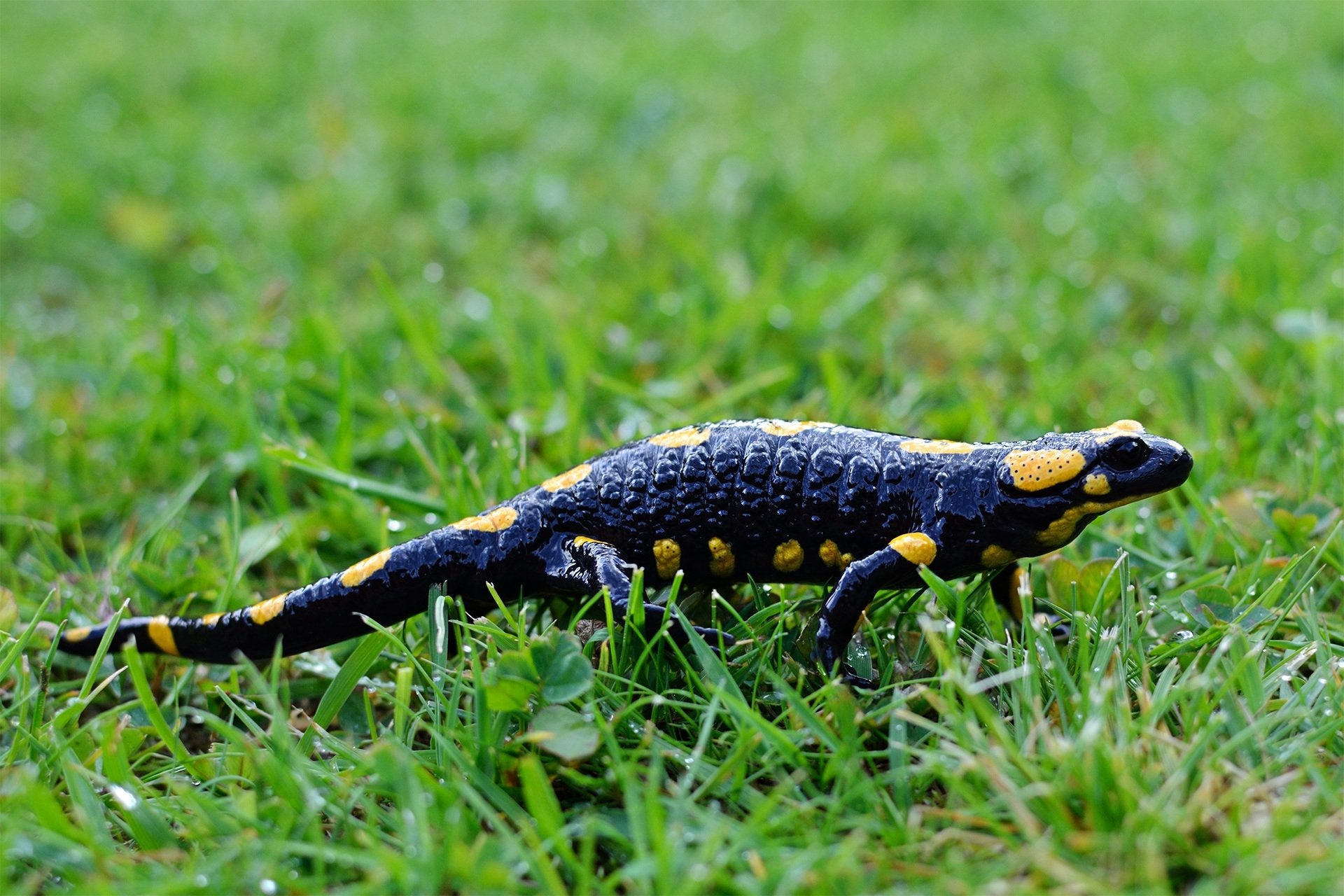 Salamander hd