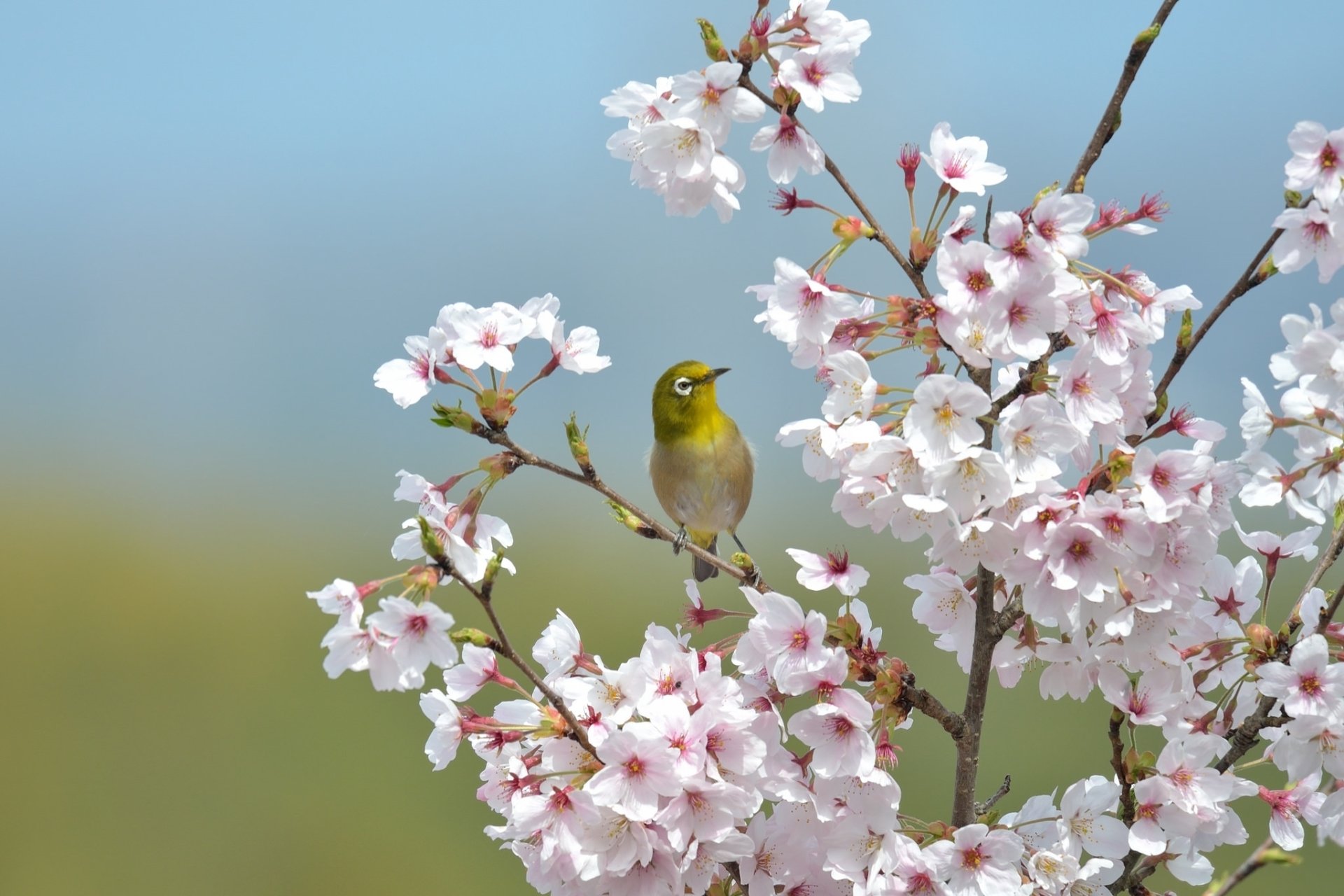 Download White Flower Blur Bird Flower Blossom Animal Japanese White ...