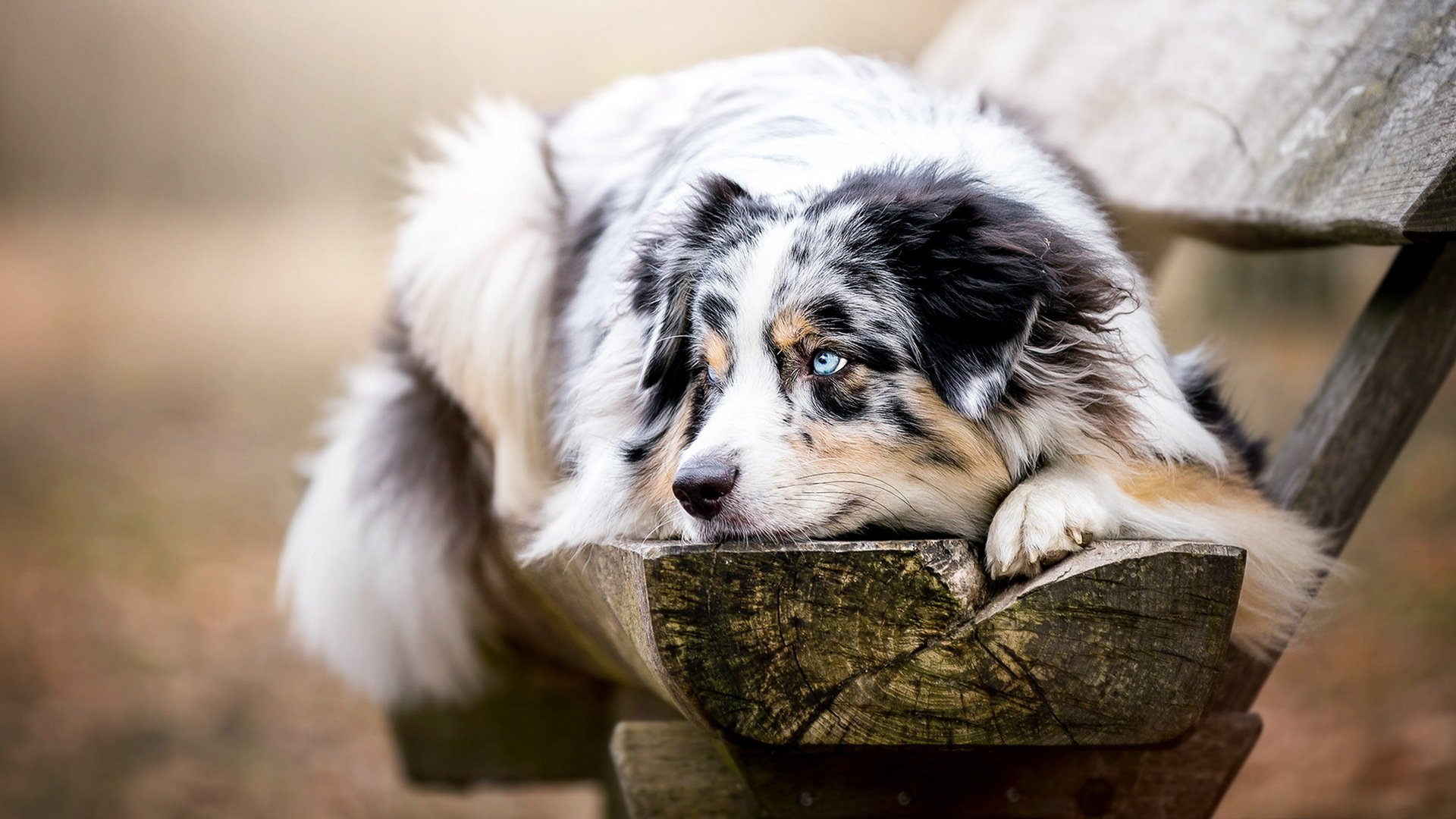 Australian Shepherd HD Wallpaper