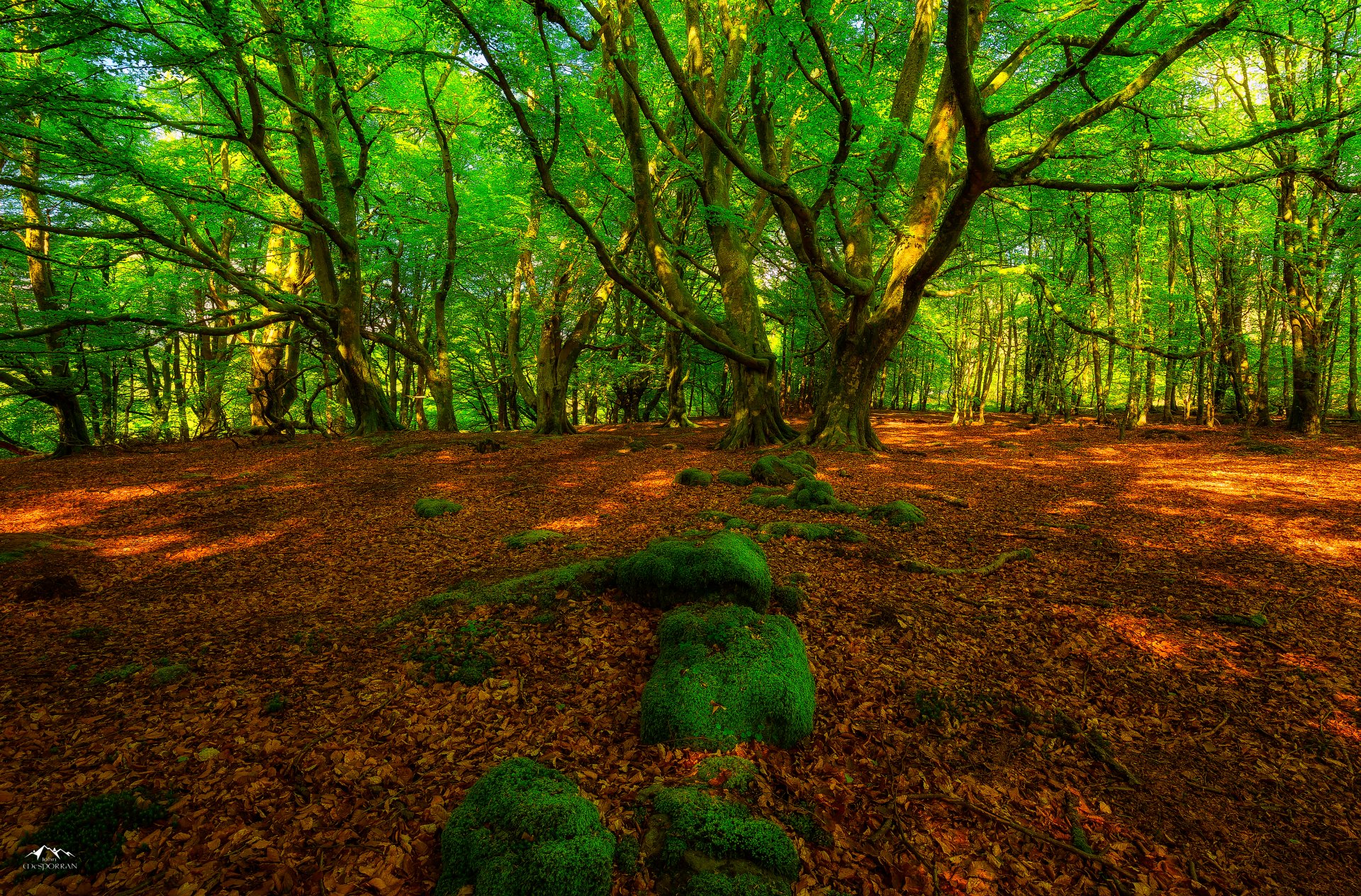Green Forest 5k Retina Ultra HD Wallpaper | Background  