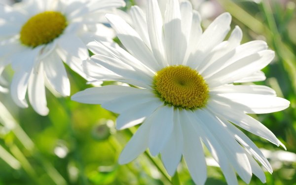 Earth Daisy Flowers Flower Blur White Flower HD Wallpaper | Background Image
