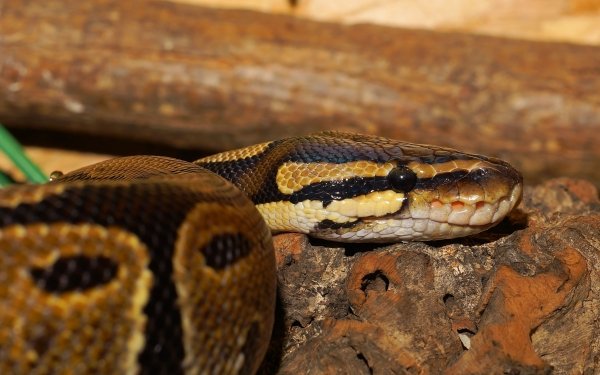 Animal Python Reptiles Snakes Snake Ball Python Reptile HD Wallpaper | Background Image
