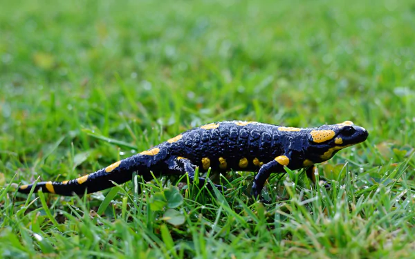  Fire salamander (Salamandra salamandra)
