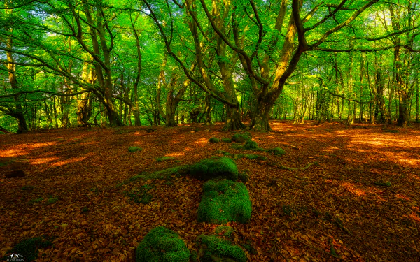 HD desktop wallpaper showcasing a serene forest scene with lush greenery, moss-covered ground, and towering trees bathed in natural sunlight. A peaceful nature background brimming with vitality.