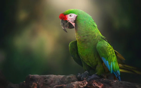HD desktop wallpaper of a vibrant military macaw parrot with bright green feathers and a red crown, perched against a softly blurred natural background.