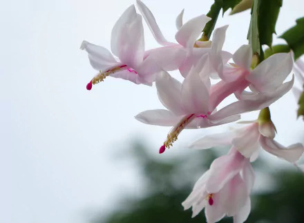  Christmas Cactus flower, (Schlumbergera)