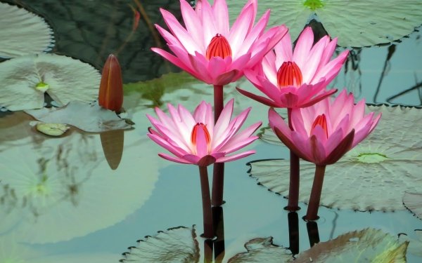 180+ Water Lily HD Wallpapers | Background Images