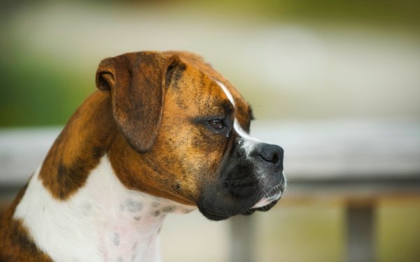 Animal Boxer Dogs Dog Portrait HD Wallpaper | Background Image