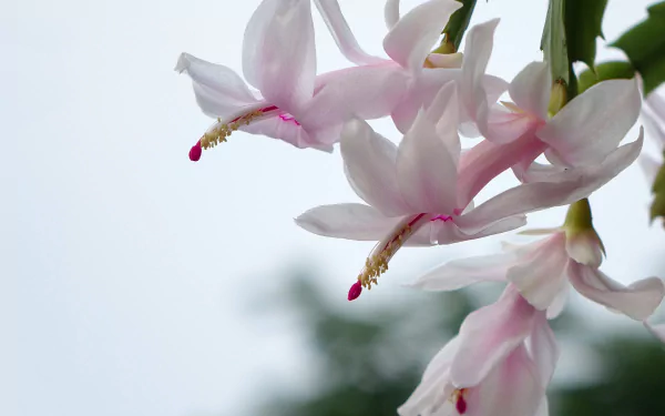  Christmas Cactus flower, (Schlumbergera)