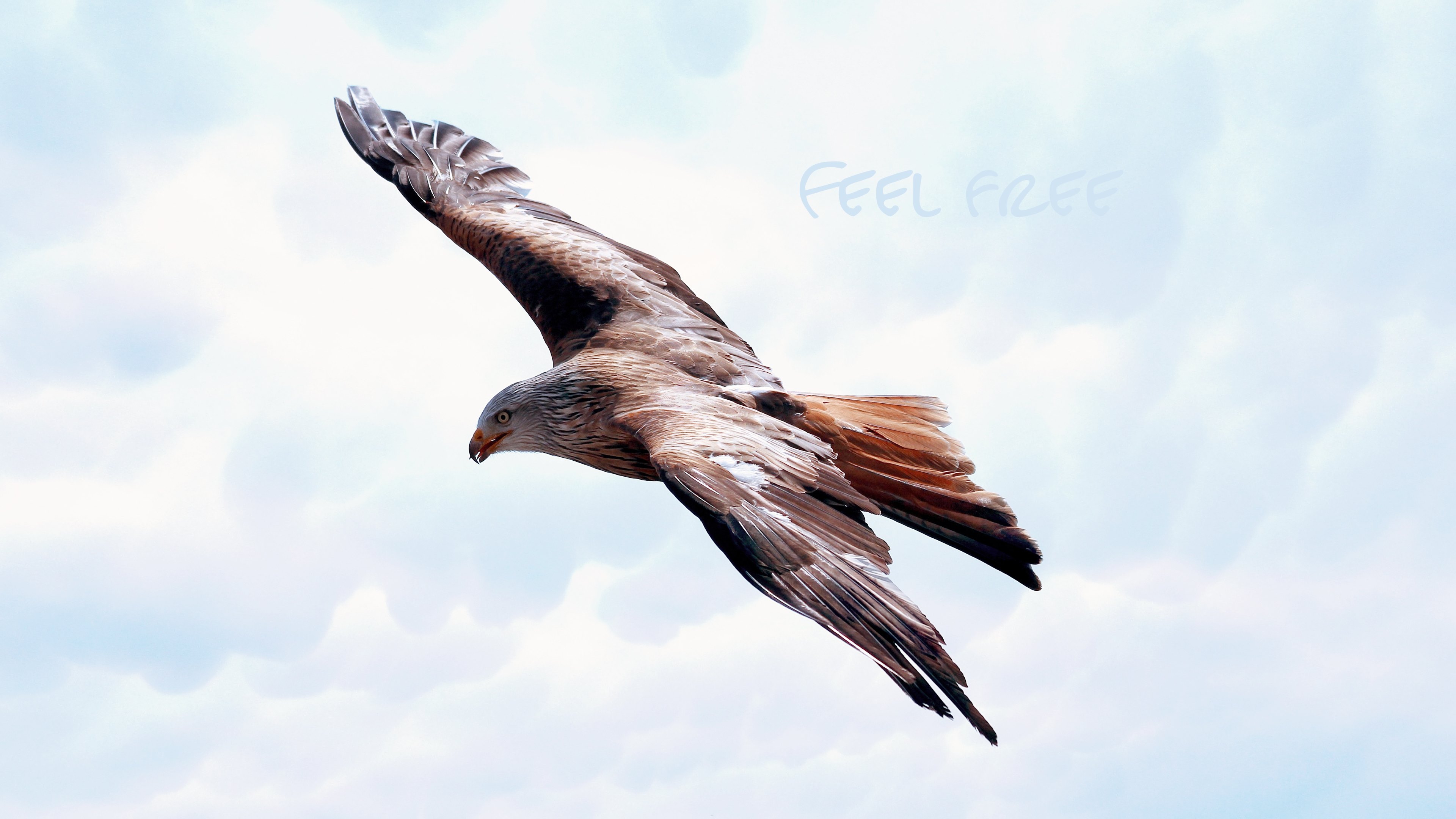 Hawk in Flight by Petra Fischer