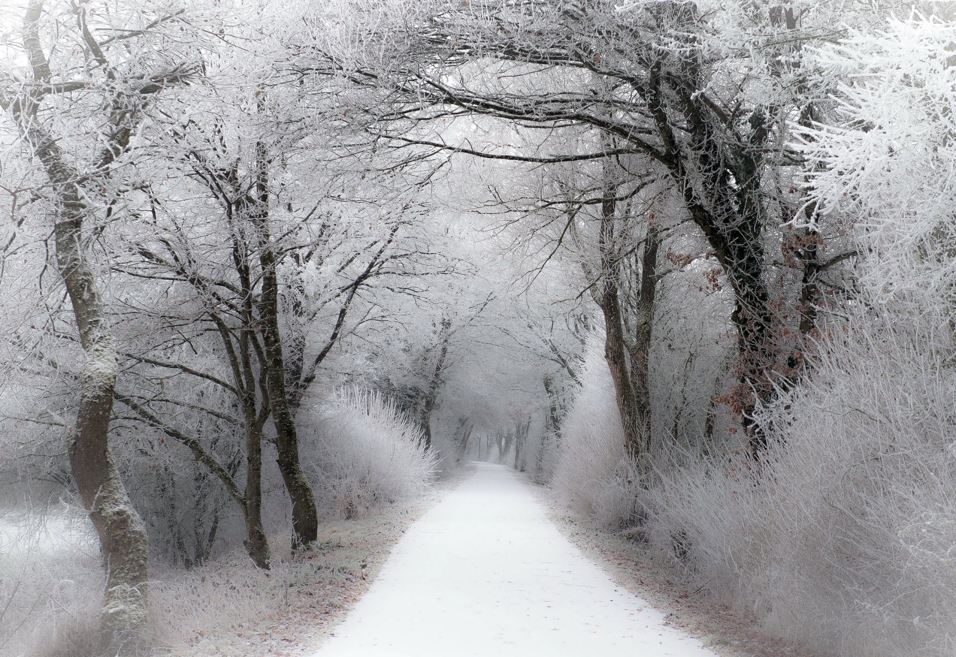 Download White Snow Winter Tree Nature Path HD Wallpaper | 2560x1758 ...