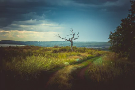 4K Ultra HD landscape of a winding path through lush nature in Russia, featuring a solitary bare tree under a dramatic sky.
