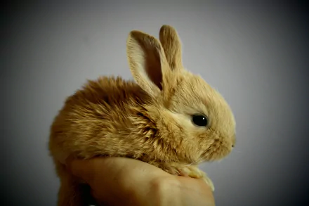 An HD desktop wallpaper featuring a fluffy baby bunny, held gently in someone's hand against a plain background.