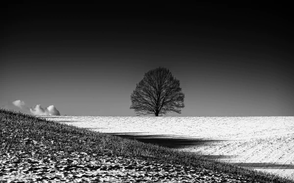 Black and white 4K Ultra HD desktop wallpaper featuring a solitary tree standing in a vast snow-covered field under a clear sky.
