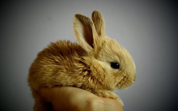 Animales Conejo Bunny Baby Animal Fondo de pantalla HD | Fondo de Escritorio