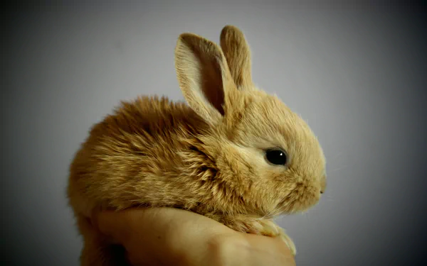 An HD desktop wallpaper featuring a fluffy baby bunny, held gently in someone's hand against a plain background.