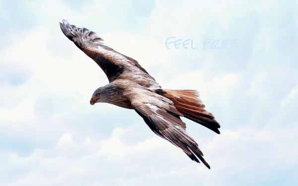 Hawk in Flight by Petra Fischer