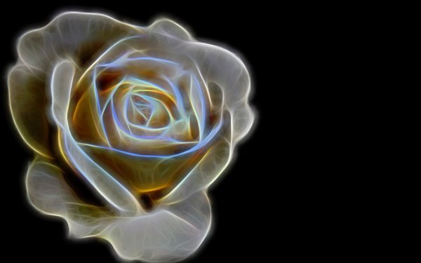 Artistic Rose Flower White Black Minimalist HD Wallpaper | Background Image