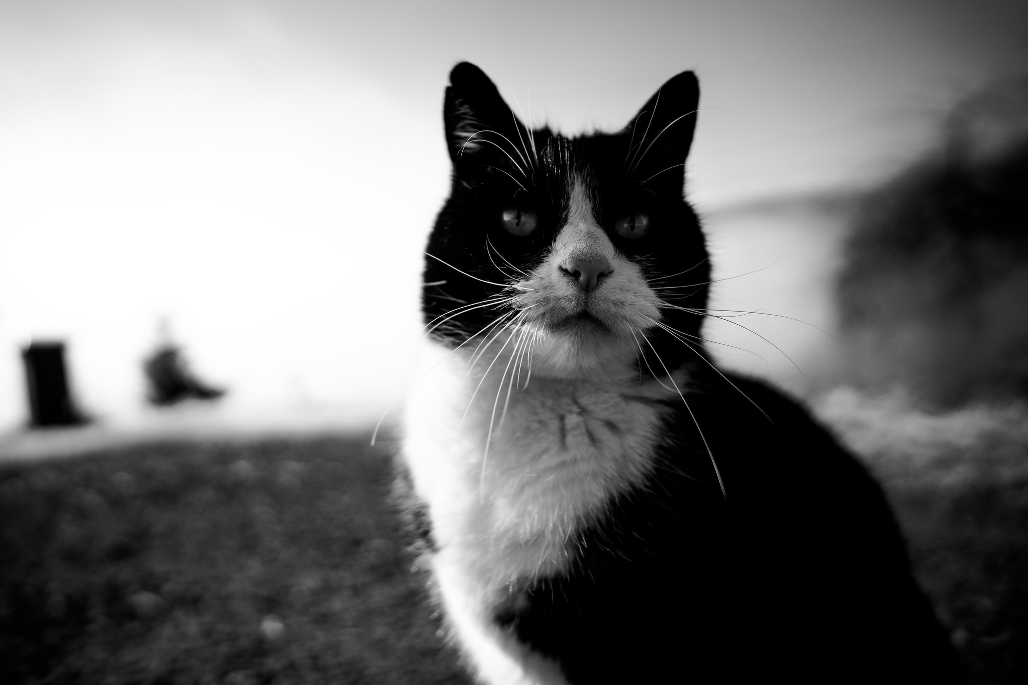 Download Blur Black & White Animal Cat HD Wallpaper