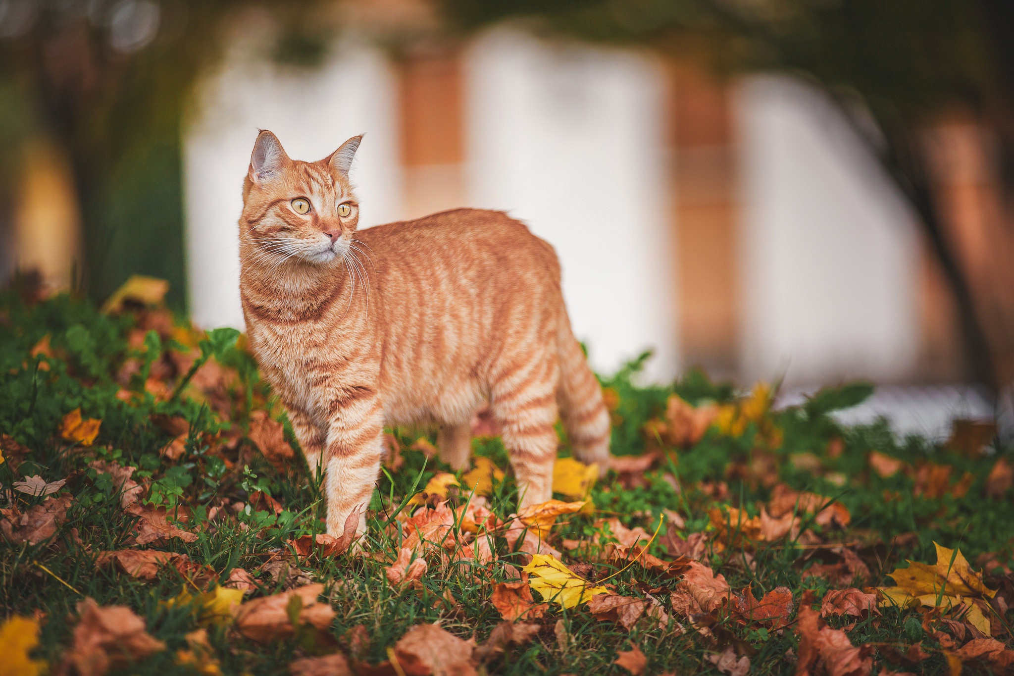 Download Blur Fall Leaf Animal Cat HD Wallpaper