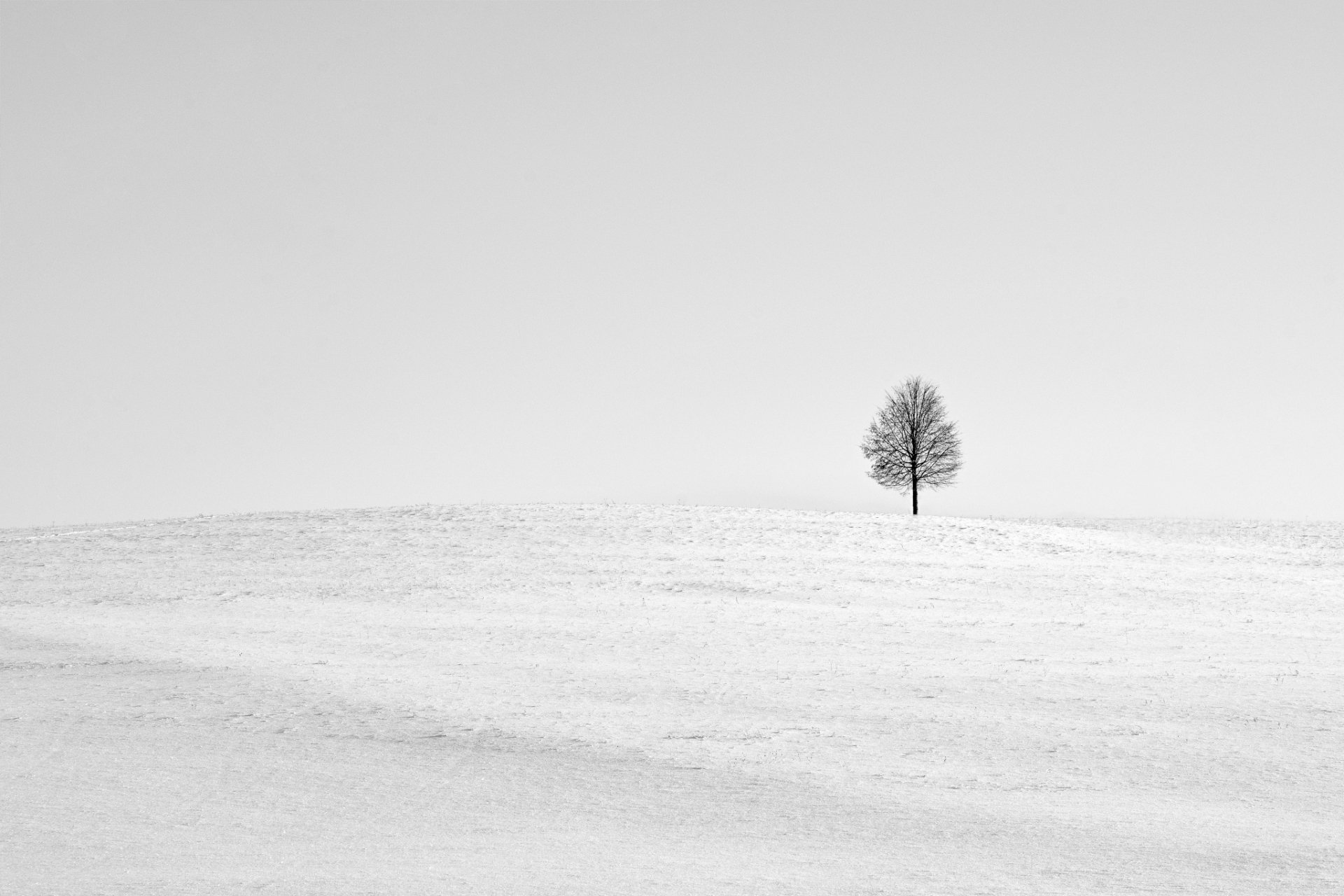 Download Lonely Tree Snow Nature Winter HD Wallpaper