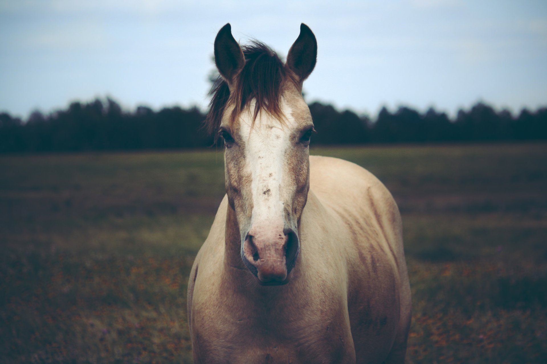 Download Depth Of Field Stare Animal Horse HD Wallpaper by Olizwell