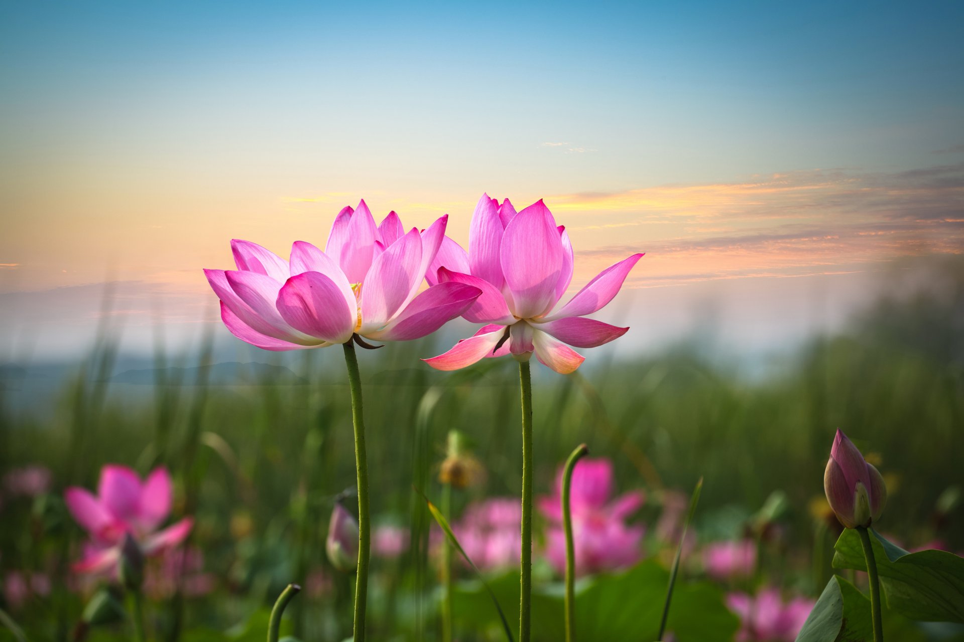 Lotus: Sen - loài hoa linh thiêng đang được truyền thống văn hóa Việt Nam gìn giữ và phát triển. Những bức ảnh của loài hoa này được chụp đúng lúc, những phong cảnh tuyệt đẹp và cảm giác thanh thản của nó sẽ đem lại cho bạn những giây phút thăng hoa.