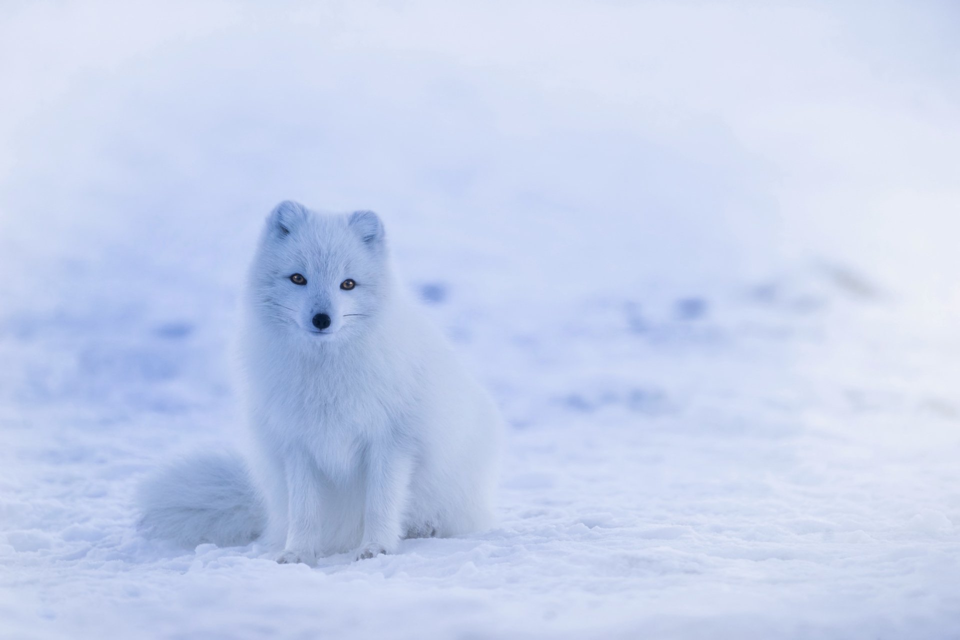 Snow-covered arctic fox with white fur stands calmly in a snowy landscape, captured in a high-definition PC desktop wallpaper background.