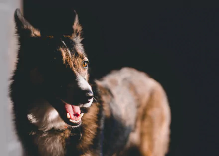 Close-up HD PC desktop wallpaper of a German Shepherd's muzzle and alert face, warm light highlighting its fur against a dark background.
