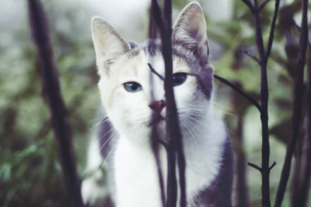 HD PC desktop wallpaper of a white-and-gray cat with piercing blue eyes staring through thin branches.